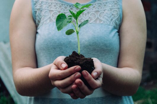 Young plant in soil -Gordon Moody